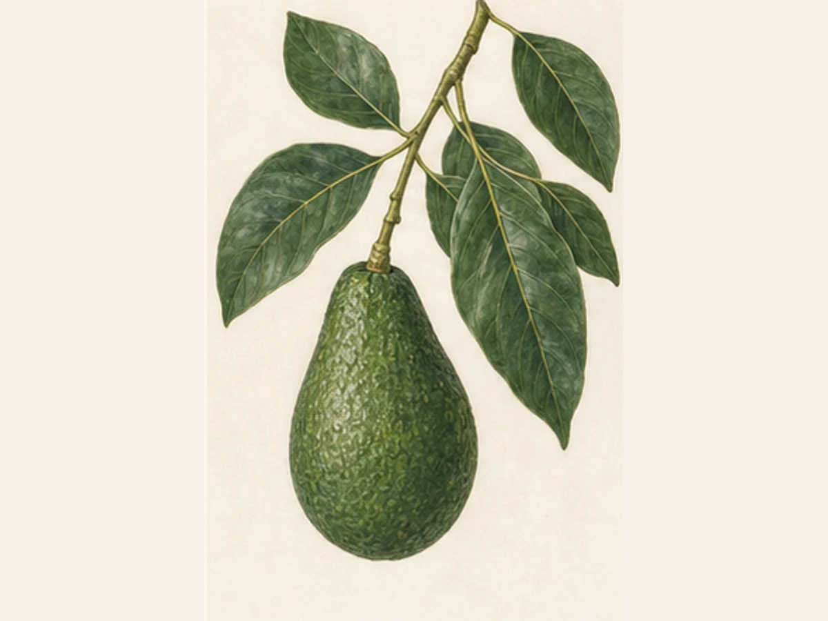 Ilustração editorial representativa de abacateiro para a ficha de Jordana; não autentica o material, uma planta, fruto, clone ou lote