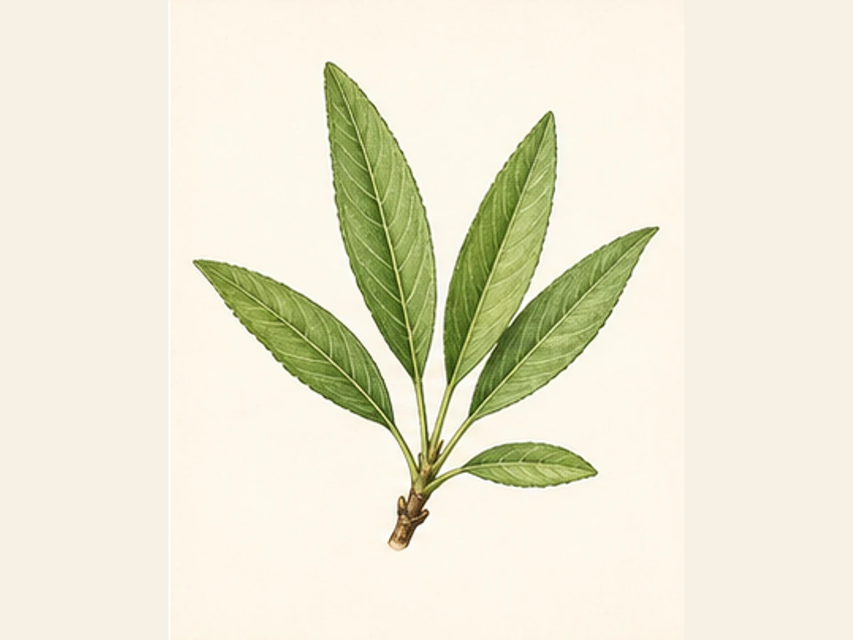 Ilustração editorial representativa de amendoeira para a ficha de Bonita; não autentica o material, uma planta, fruto, clone ou lote