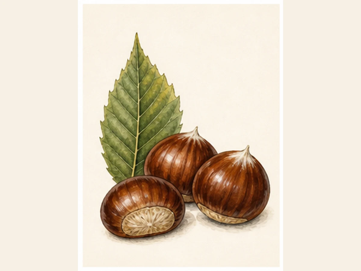 Ilustração editorial representativa de castanheiro para a ficha de Benfeita; não autentica o material, uma planta, fruto, clone ou lote