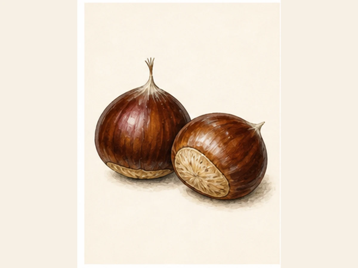 Ilustração editorial representativa de castanheiro para a ficha de Côta; não autentica o material, uma planta, fruto, clone ou lote