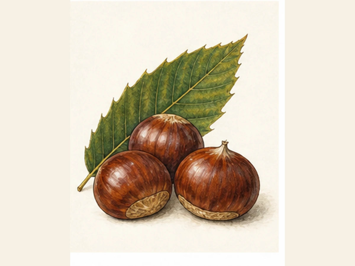 Ilustração editorial representativa de castanheiro para a ficha de Negral; não autentica o material, uma planta, fruto, clone ou lote