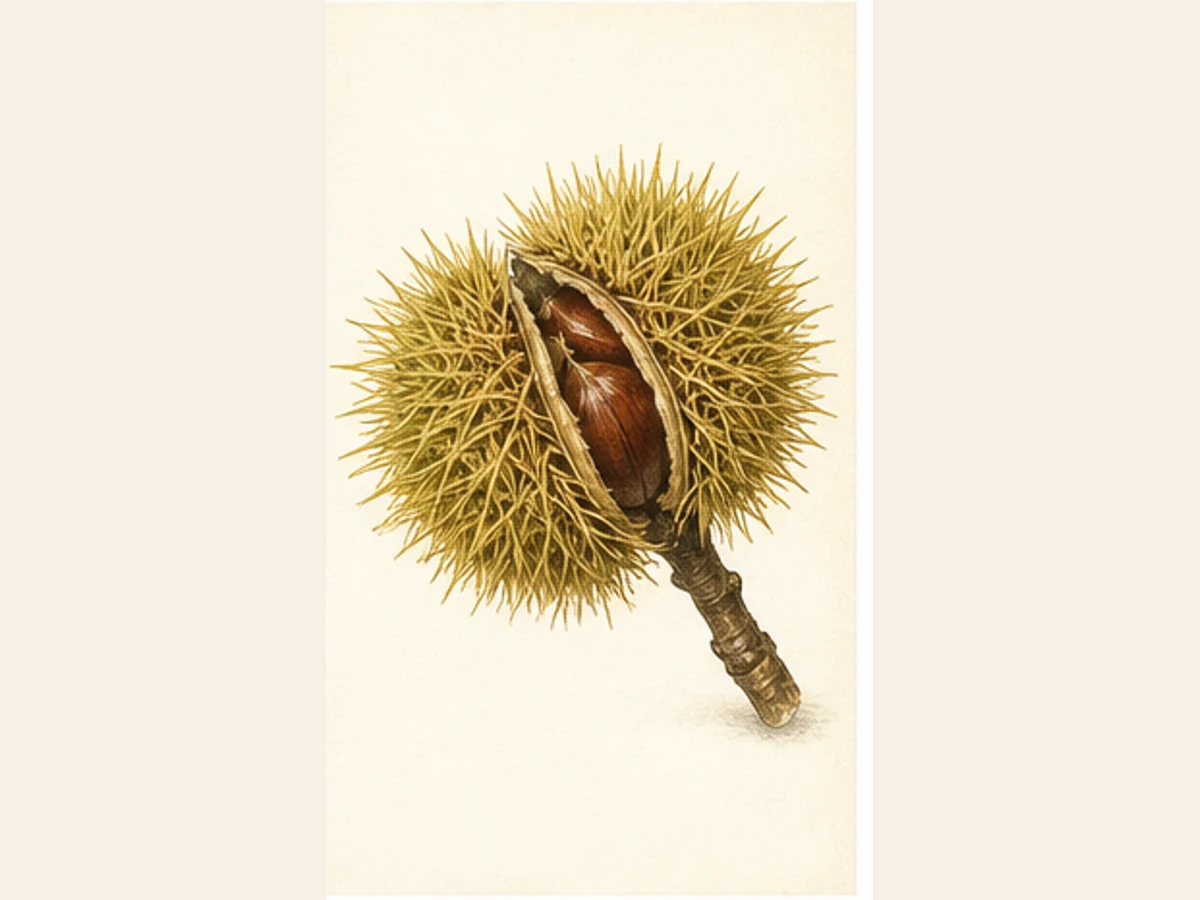 Ilustração editorial representativa de castanheiro para a ficha de Viana; não autentica o material, uma planta, fruto, clone ou lote