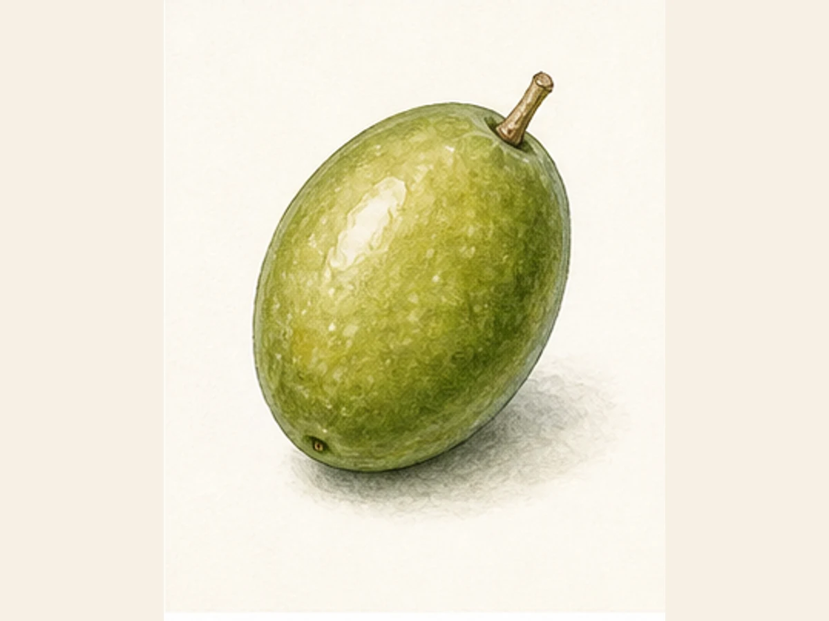 Ilustração editorial representativa de oliveira para a ficha de Carraspana; não autentica o material, uma planta, fruto, clone ou lote