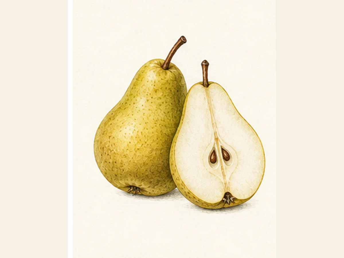 Ilustração editorial representativa de pereira para a ficha de Cristo; não autentica o material, uma planta, fruto, clone ou lote