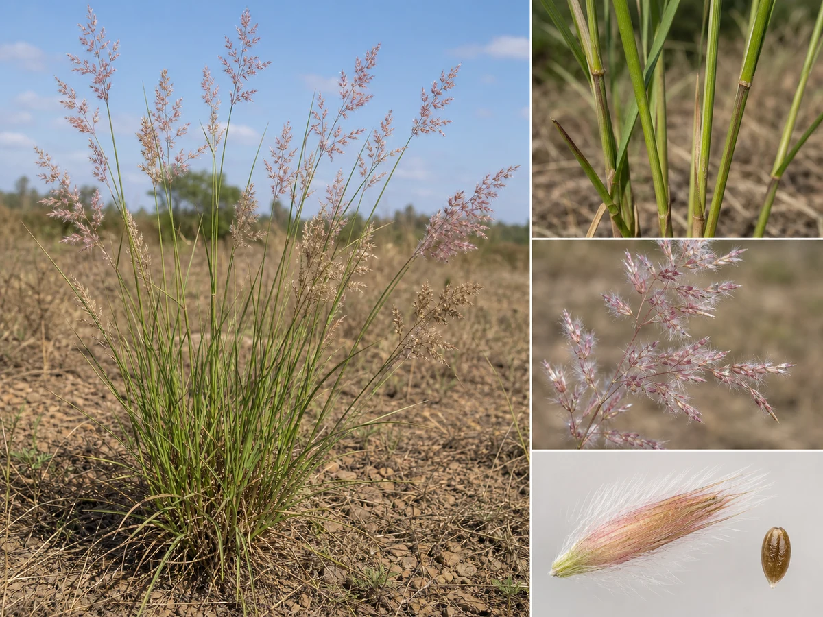 Prancha de Melinis repens com touceira de folhas estreitas, panículas fofas rosa-prateadas e detalhe de espigueta vilosa e cariopse
