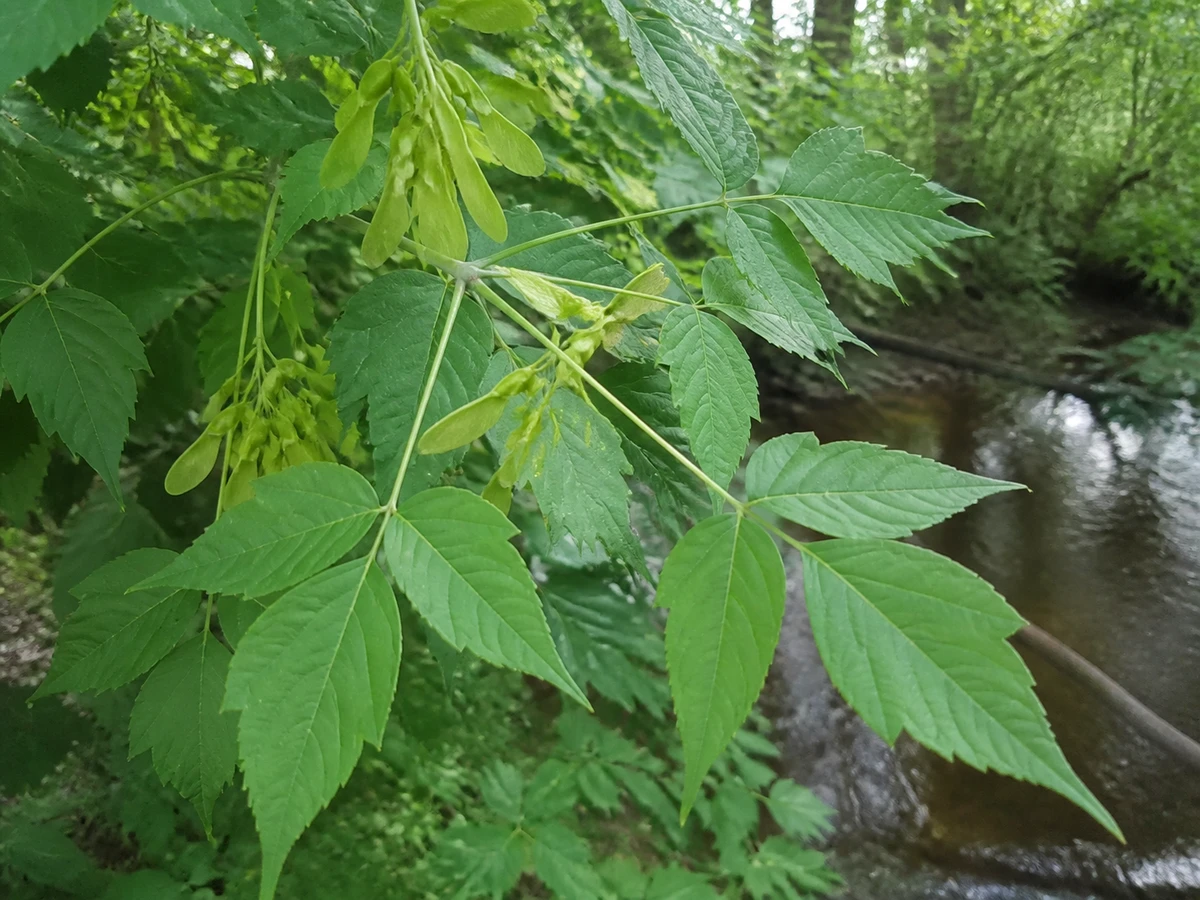Prancha botânica complementar de Bordo-negundo — não plantar (Acer negundo) com caracteres de identificação e ciclo de vida