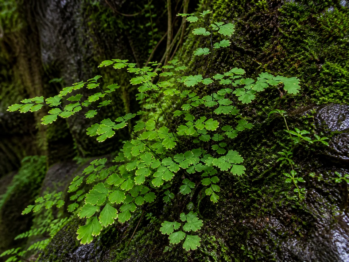 Prancha botânica complementar de Avenca-rugosa — exceção madeirense documentada (Adiantum hispidulum) com caracteres de identificação e ciclo de vida