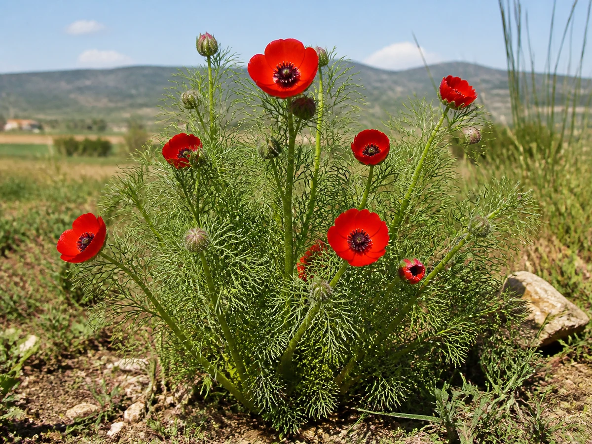 Prancha botânica complementar de Adónis-anual (Adonis annua) com caracteres de identificação e ciclo de vida