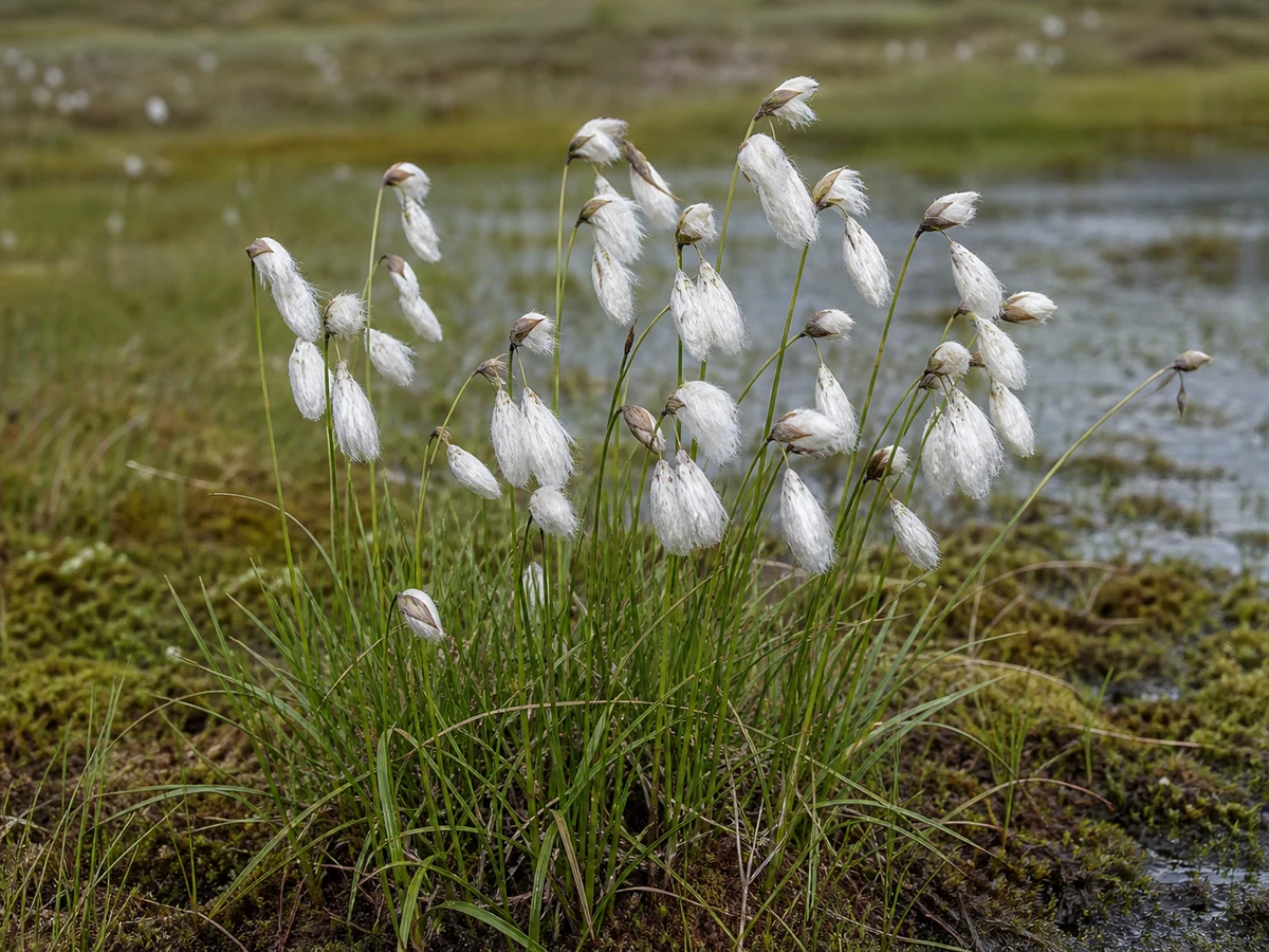 Prancha botânica complementar de Algodão-das-turfeiras (Eriophorum angustifolium) com caracteres de identificação e ciclo de vida