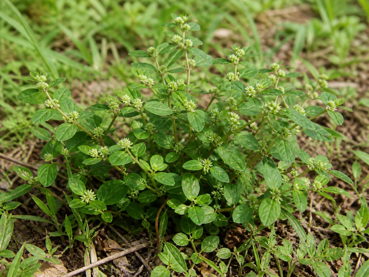 Prancha botânica complementar de Alternanthera caracasana — não plantar (Alternanthera caracasana) com caracteres de identificação e ciclo de vida