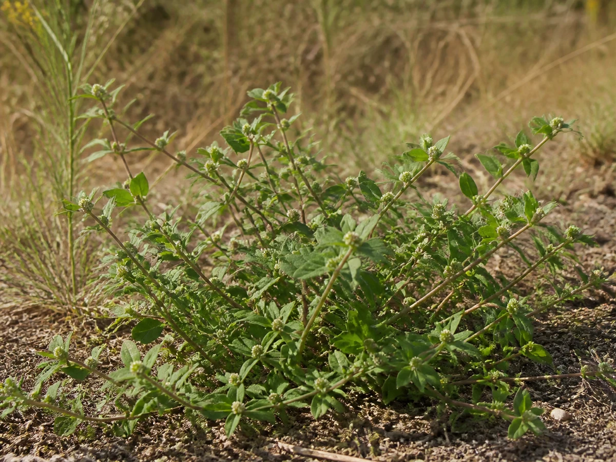 Prancha botânica complementar de Alternanthera pungens — não plantar (Alternanthera pungens) com caracteres de identificação e ciclo de vida