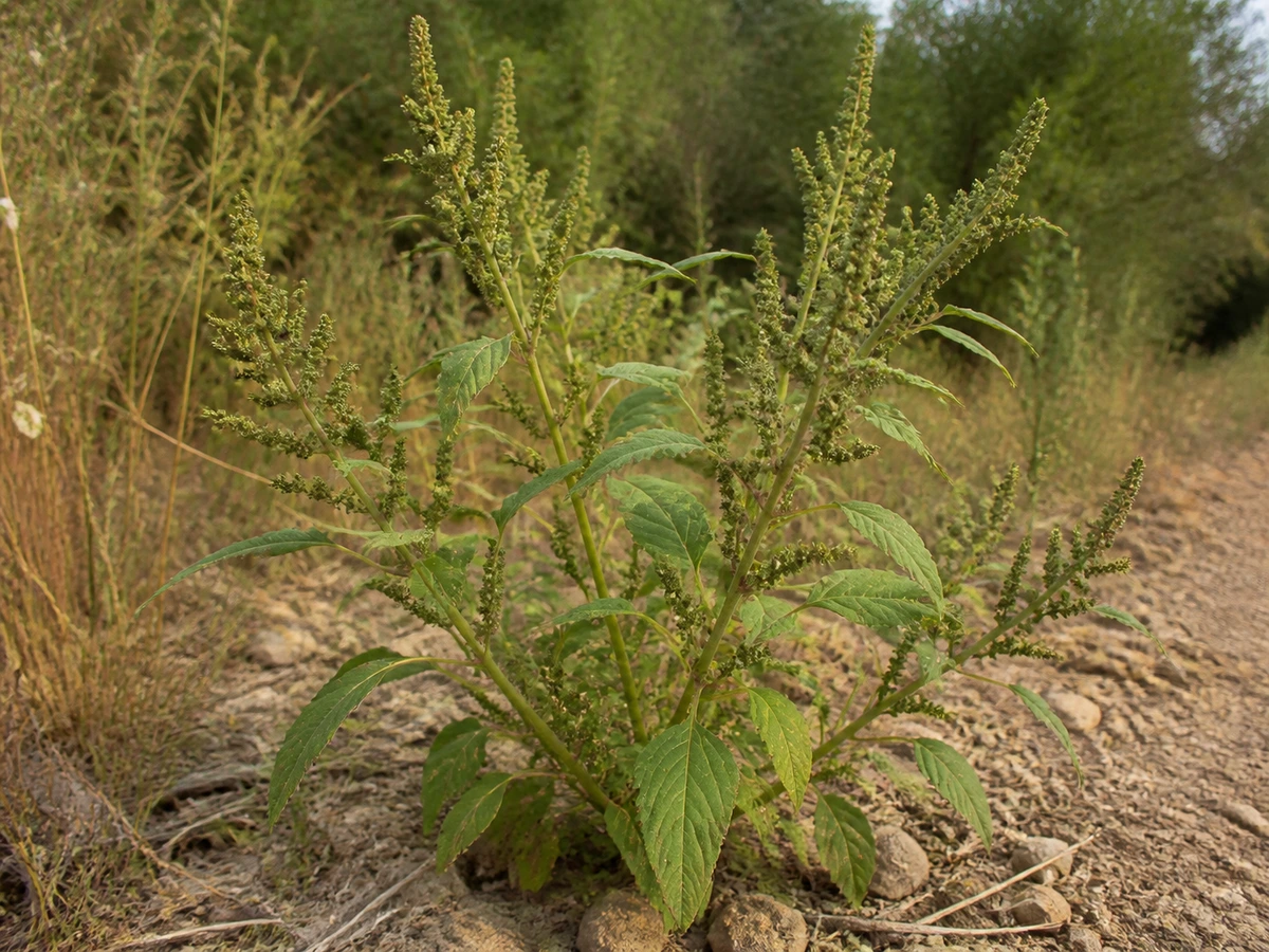 Prancha botânica complementar de Amaranthus muricatus — não plantar (Amaranthus muricatus) com caracteres de identificação e ciclo de vida