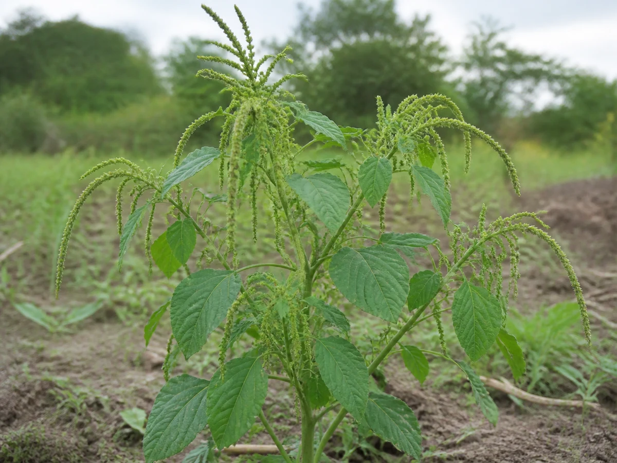 Prancha botânica complementar de Bredo-de-Powell — não plantar (Amaranthus powellii) com caracteres de identificação e ciclo de vida
