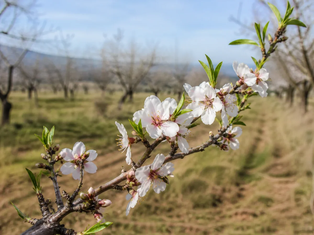 Prancha botânica complementar de Amendoeira ‘Bonita’ (Prunus amygdalus Batsch ‘Bonita’) com caracteres de identificação e ciclo de vida