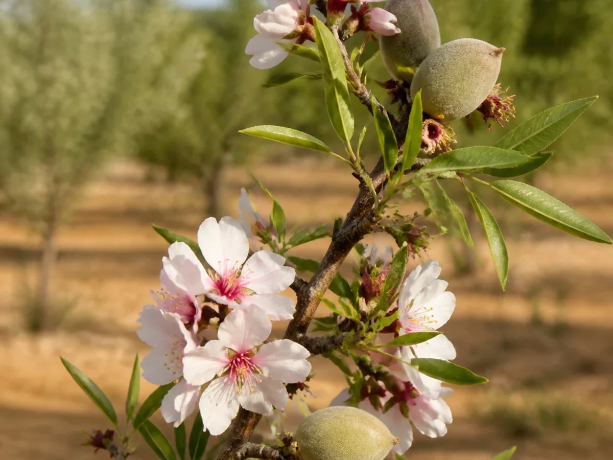 Prancha botânica complementar de Amendoeira ‘Galamba’ (Prunus amygdalus Batsch ‘Galamba’) com caracteres de identificação e ciclo de vida