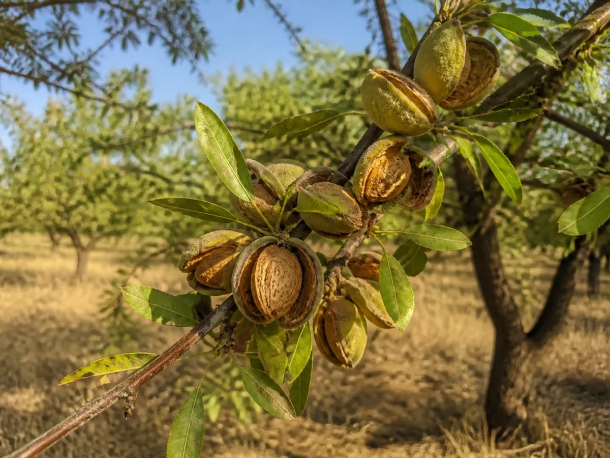 Prancha botânica complementar de Amendoeira ‘Molar da Fuzeta’ (Prunus amygdalus Batsch ‘Molar da Fuzeta’) com caracteres de identificação e ciclo de vida