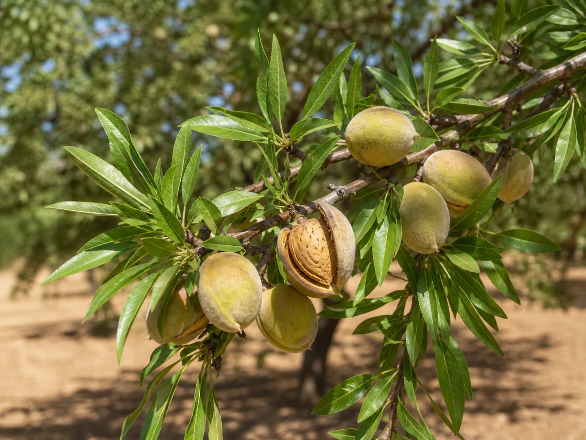 Prancha botânica complementar de Amendoeira ‘Molar Sales’ (Prunus amygdalus Batsch ‘Molar Sales’) com caracteres de identificação e ciclo de vida