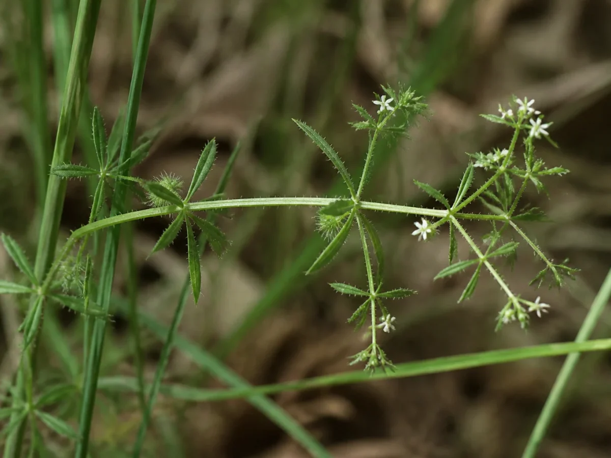 Prancha botânica complementar de Amor-de-hortelão (Galium aparine subsp. aparine) com caracteres de identificação e ciclo de vida