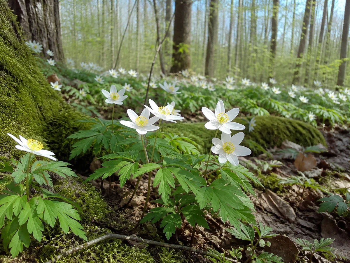 Prancha botânica complementar de Anémona-dos-bosques (Anemone nemorosa) com caracteres de identificação e ciclo de vida
