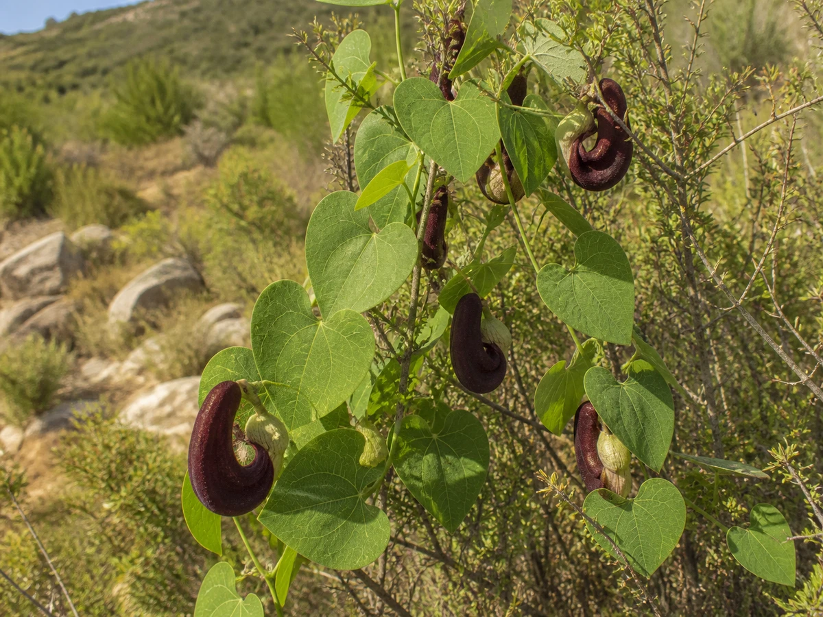 Prancha botânica complementar de Aristolóquia-bética (Aristolochia baetica) com caracteres de identificação e ciclo de vida