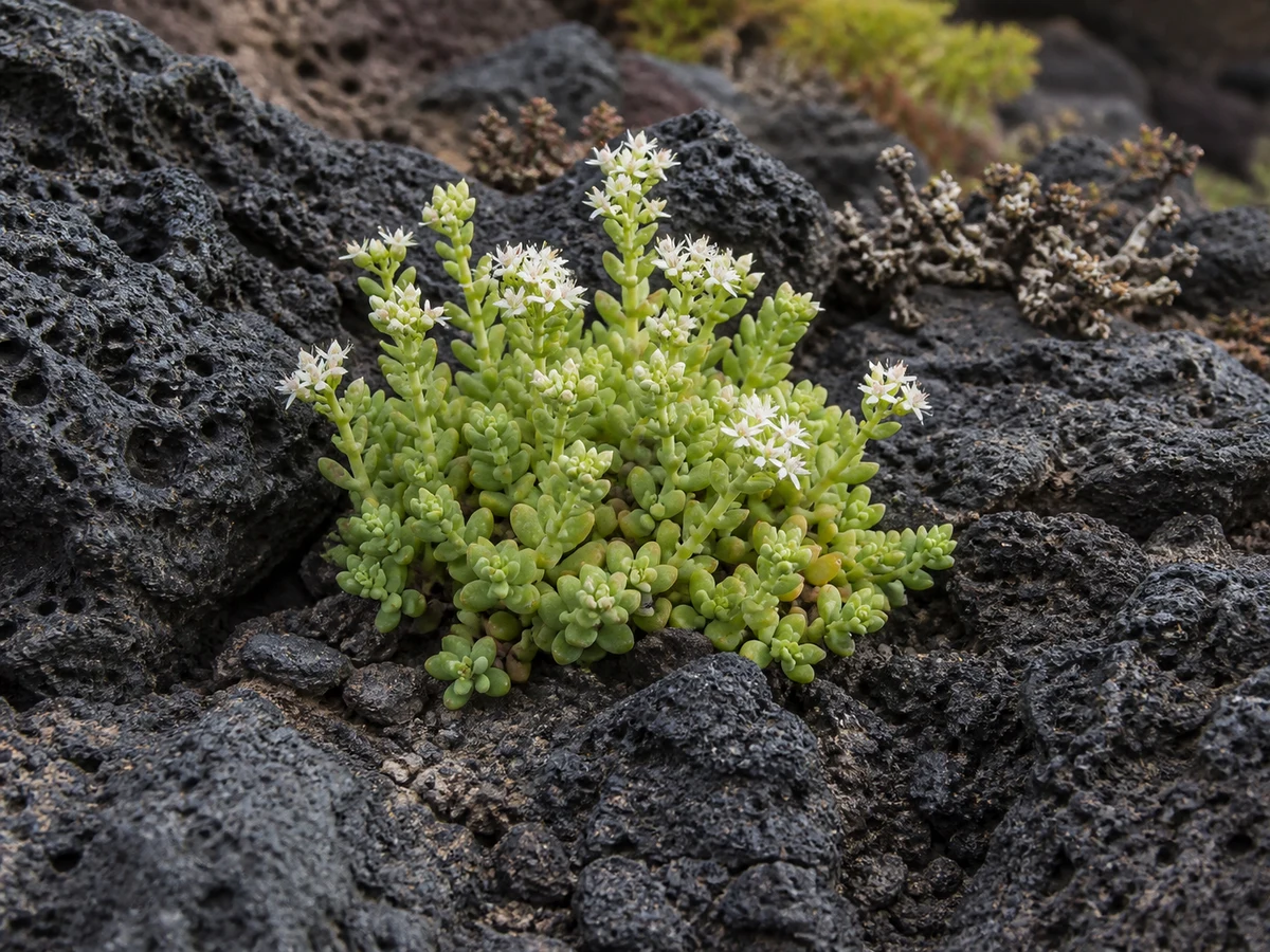 Prancha botânica complementar de Arroz-da-rocha (Sedum nudum) com caracteres de identificação e ciclo de vida