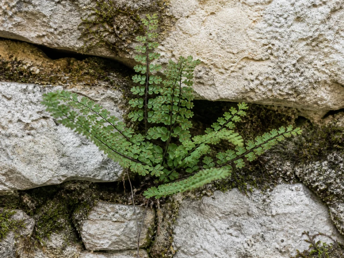 Prancha botânica complementar de Arruda-dos-muros (Asplenium ruta-muraria subsp. ruta-muraria) com caracteres de identificação e ciclo de vida