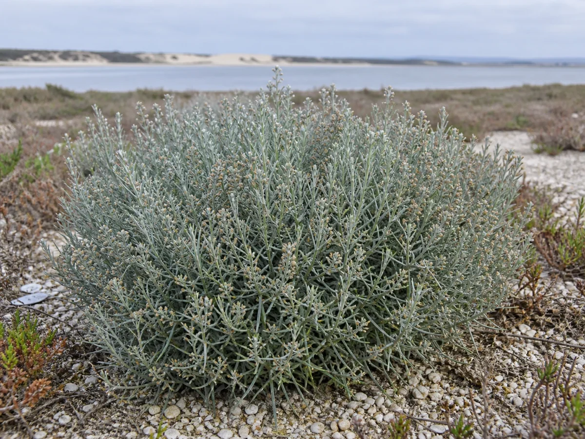 Prancha botânica complementar de Artemísia-dos-salgados (Artemisia caerulescens subsp. caerulescens) com caracteres de identificação e ciclo de vida