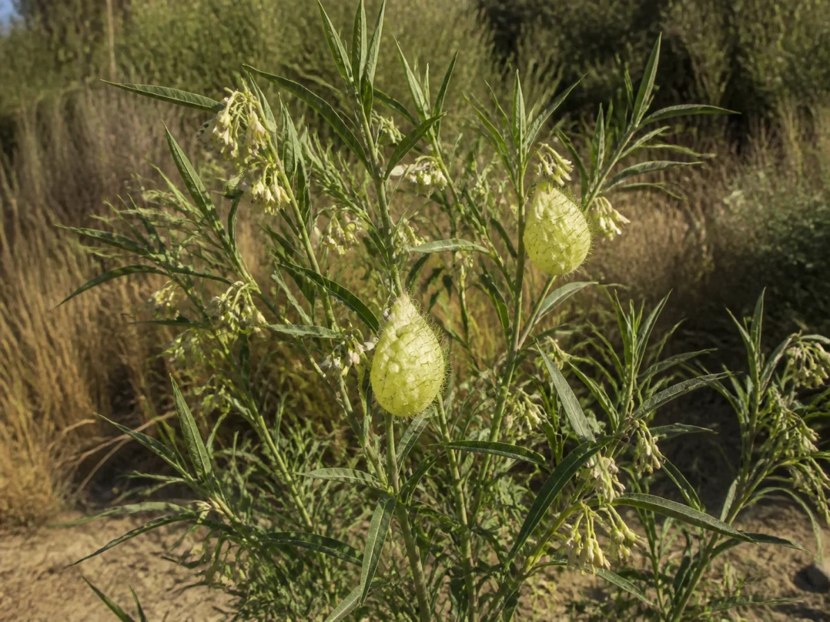 Prancha botânica complementar de Árvore-da-seda — não plantar (Gomphocarpus fruticosus) com caracteres de identificação e ciclo de vida