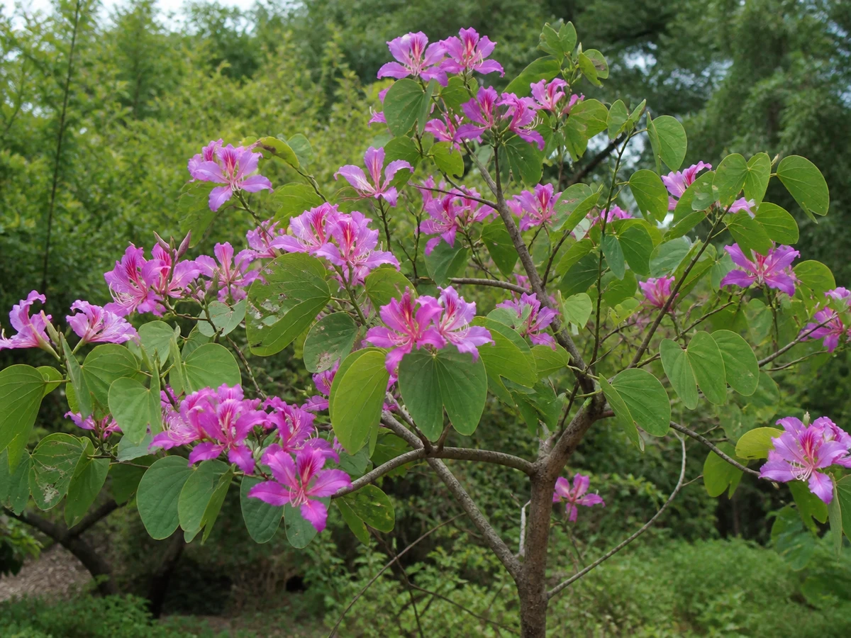 Prancha botânica complementar de Árvore-orquídea (Bauhinia variegata) com caracteres de identificação e ciclo de vida
