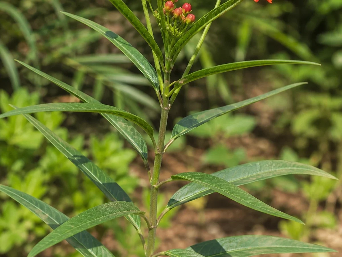 Prancha botânica complementar de Asclépia-de-Curaçau — limites legais territoriais (Asclepias curassavica) com caracteres de identificação e ciclo de vida