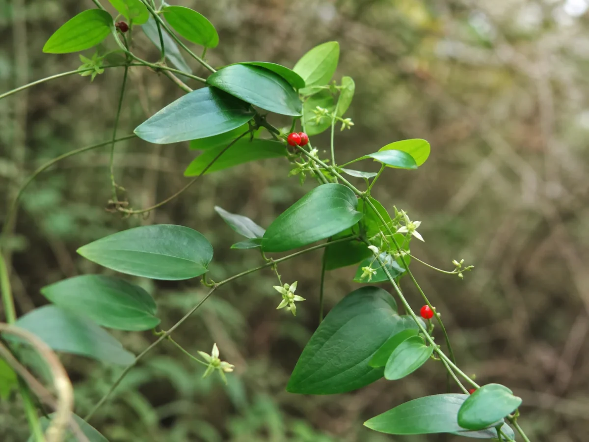 Prancha botânica complementar de Espargo-trepador — não plantar na Madeira (Asparagus asparagoides) com caracteres de identificação e ciclo de vida