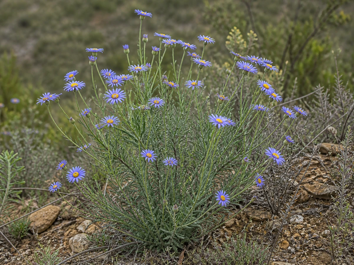 Prancha botânica complementar de Áster-de-folhas-estreitas (Aster sedifolius subsp. sedifolius) com caracteres de identificação e ciclo de vida