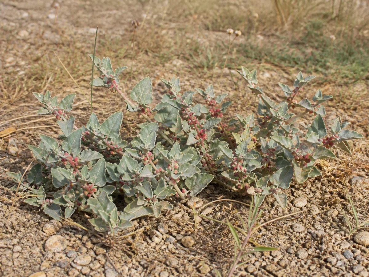 Prancha botânica complementar de Atriplex semibaccata — não plantar na Madeira (Atriplex semibaccata) com caracteres de identificação e ciclo de vida