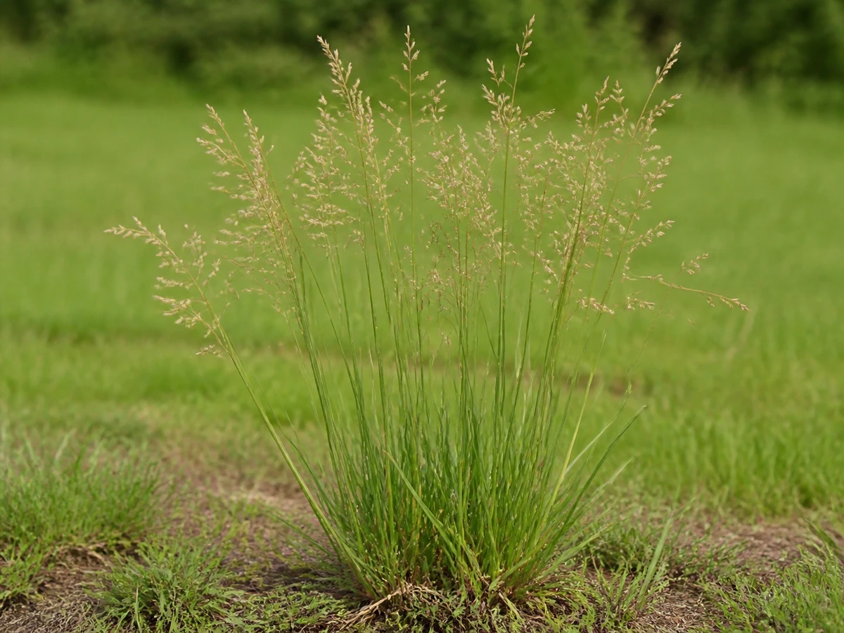 Prancha botânica complementar de Aveia-de-rosário (Arrhenatherum elatius subsp. bulbosum) com caracteres de identificação e ciclo de vida