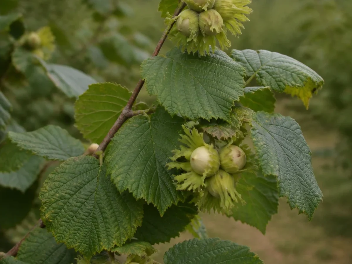 Prancha botânica complementar de Aveleira ‘Grada de Viseu’ (Corylus avellana L. ‘Grada de Viseu’) com caracteres de identificação e ciclo de vida
