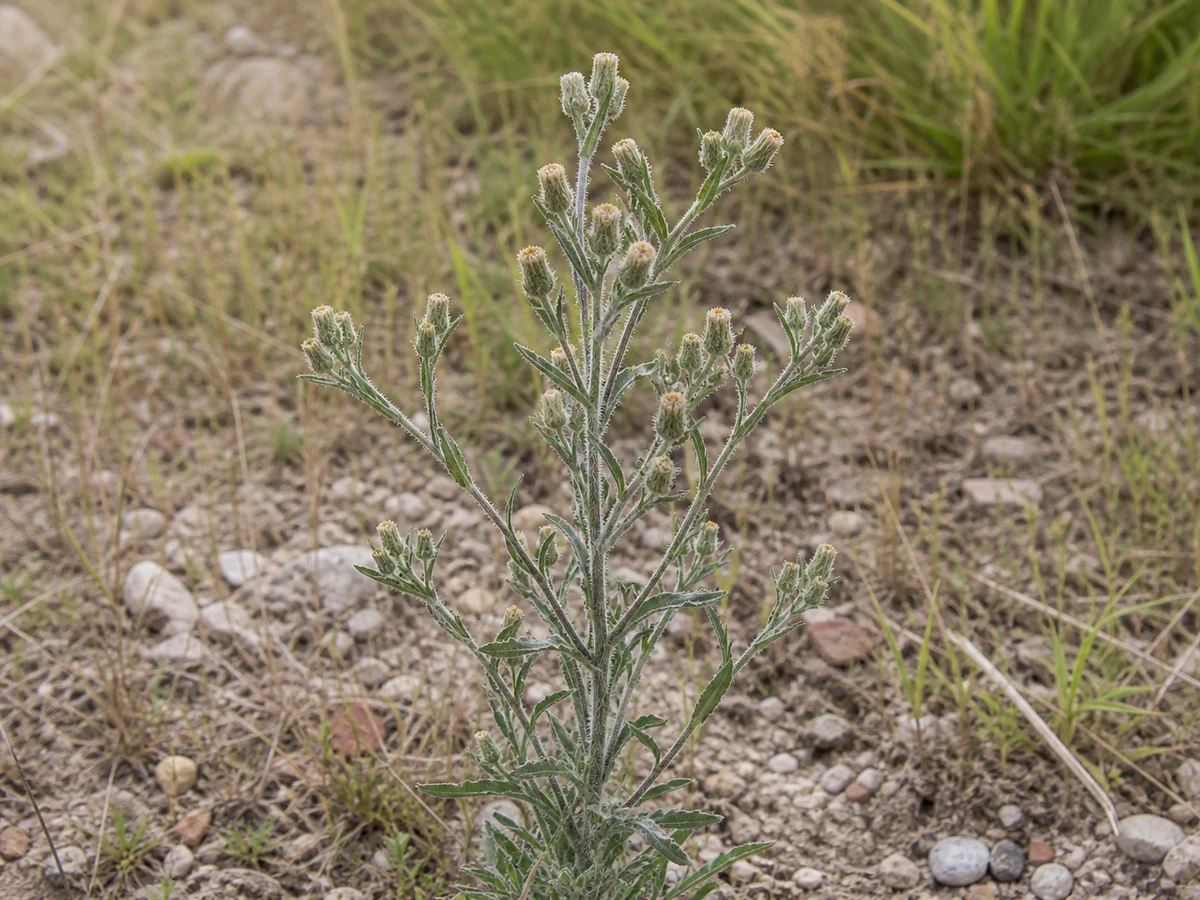 Prancha botânica complementar de Avoadeira — não plantar (Erigeron bonariensis) com caracteres de identificação e ciclo de vida