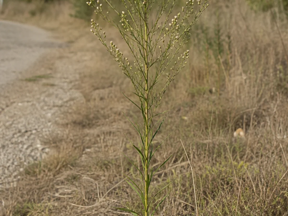 Prancha botânica complementar de Avoadinha — não plantar (Conyza canadensis) com caracteres de identificação e ciclo de vida