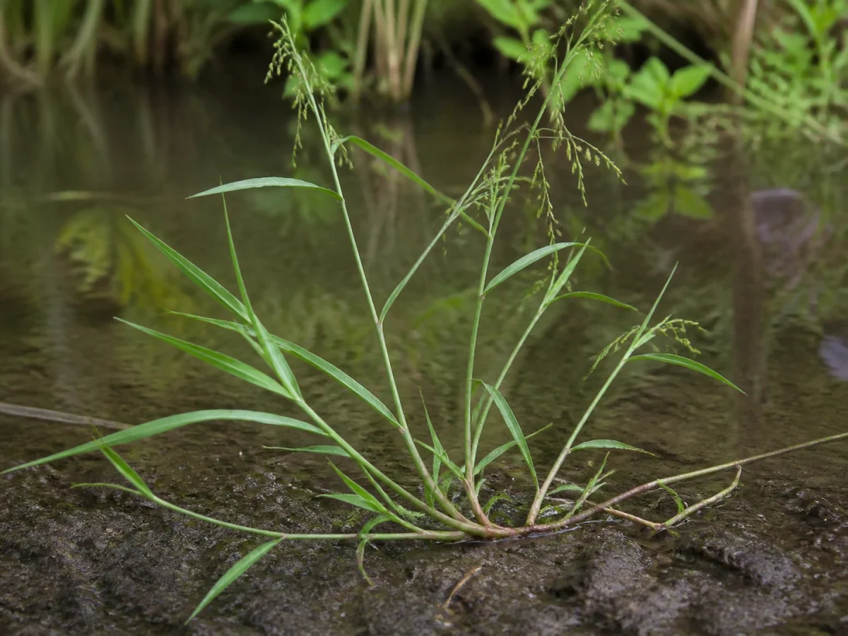 Prancha botânica complementar de Azevém-baboso (Glyceria declinata) com caracteres de identificação e ciclo de vida
