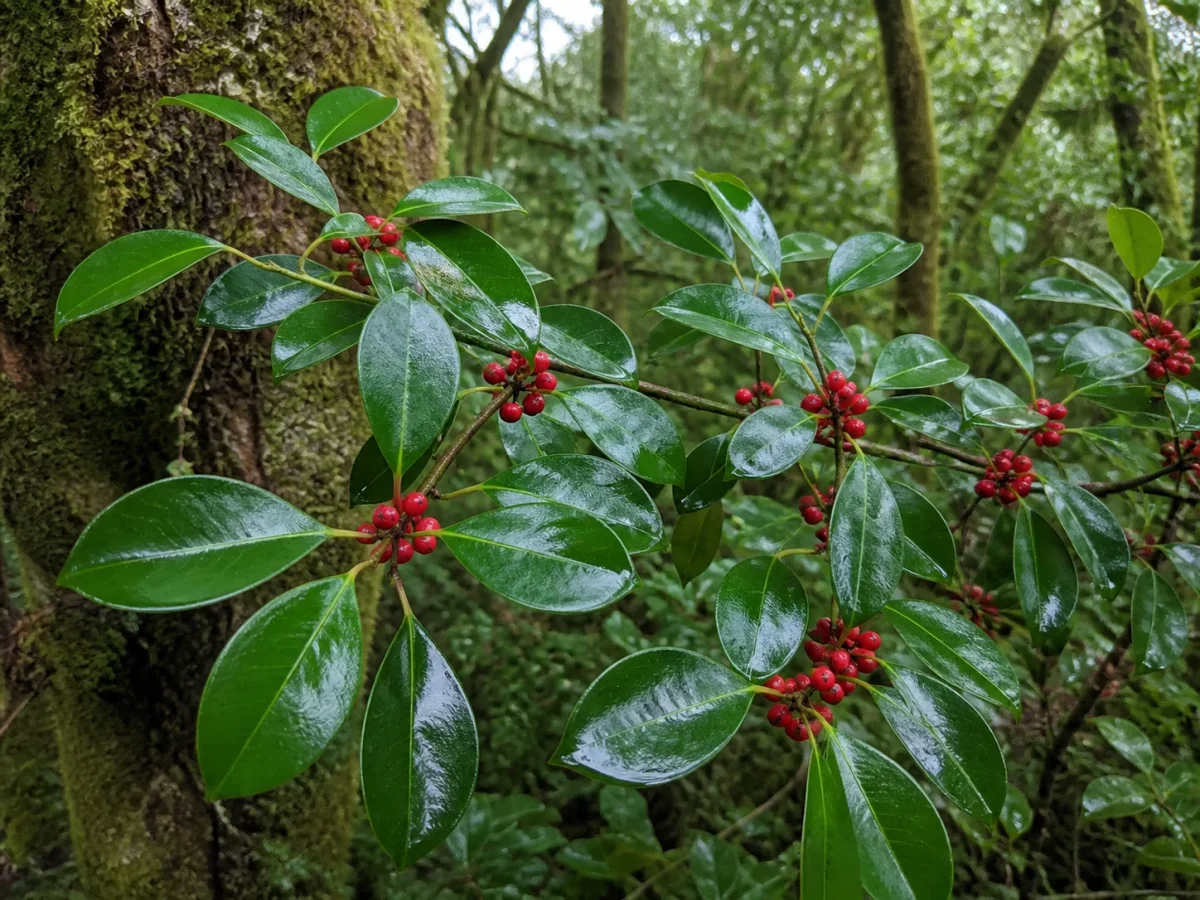Prancha botânica complementar de Azevinho-dos-Açores (Ilex azorica) com caracteres de identificação e ciclo de vida