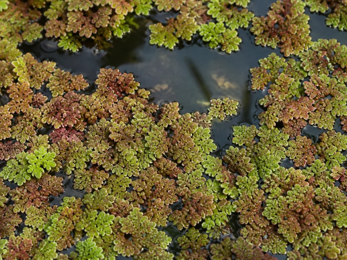 Prancha botânica complementar de Azola — não plantar (Azolla filiculoides) com caracteres de identificação e ciclo de vida