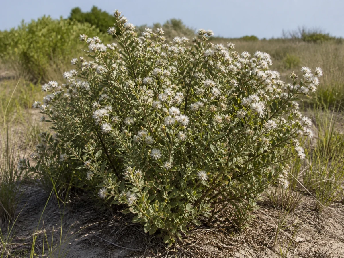 Prancha botânica complementar de Bácaris — não plantar (Baccharis halimifolia) com caracteres de identificação e ciclo de vida