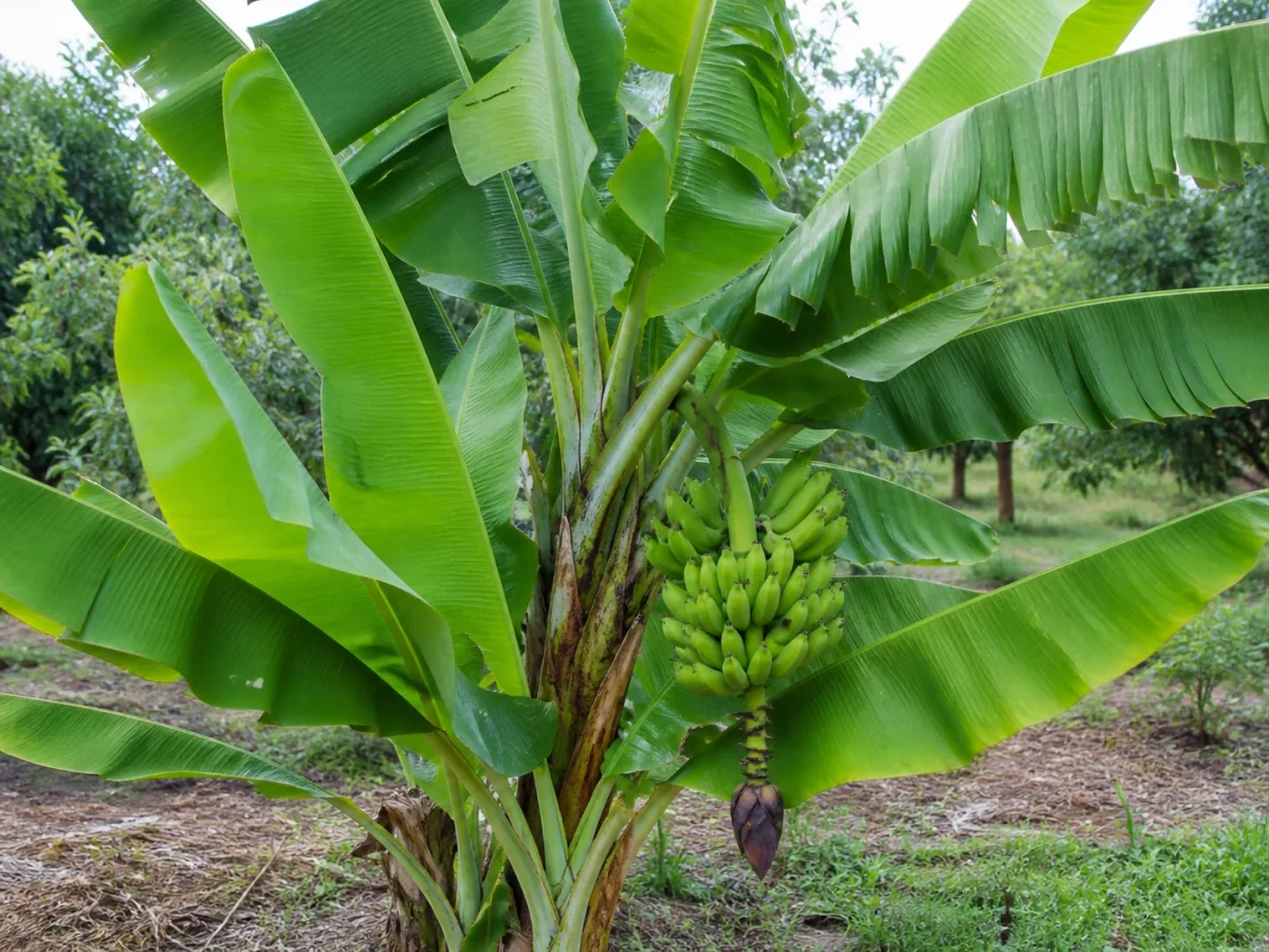 Prancha botânica complementar de Bananeira Chinese Cavendish (Musa 'Chinese Cavendish') com caracteres de identificação e ciclo de vida