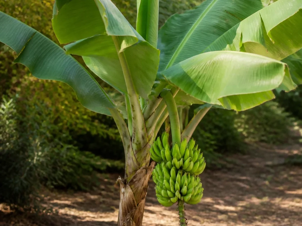 Prancha botânica complementar de Bananeira Eilon (Musa 'Eilon') com caracteres de identificação e ciclo de vida