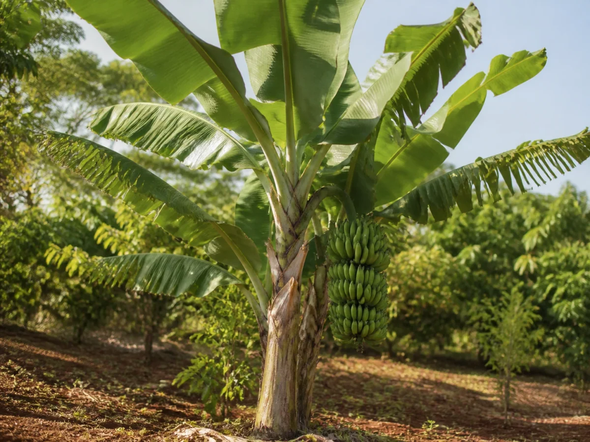 Prancha botânica complementar de Bananeira Giant Cavendish (Musa 'Giant Cavendish') com caracteres de identificação e ciclo de vida