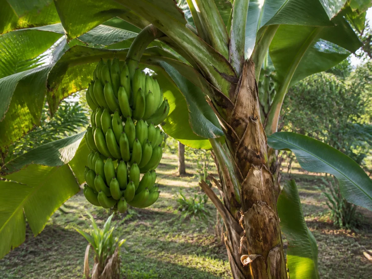 Prancha botânica complementar de Bananeira Gruesa (Musa 'Gruesa') com caracteres de identificação e ciclo de vida