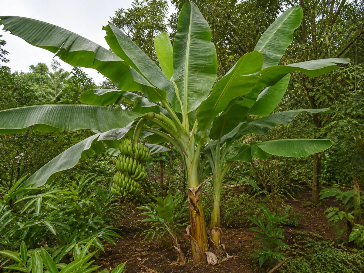 Prancha botânica complementar de Bananeira Silver (Musa 'Silver') com caracteres de identificação e ciclo de vida