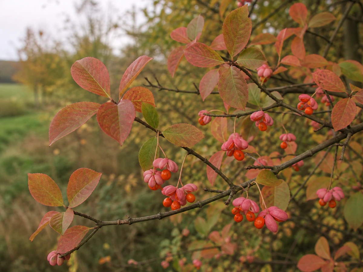 Prancha botânica complementar de Barrete-de-padre (Euonymus europaeus) com caracteres de identificação e ciclo de vida