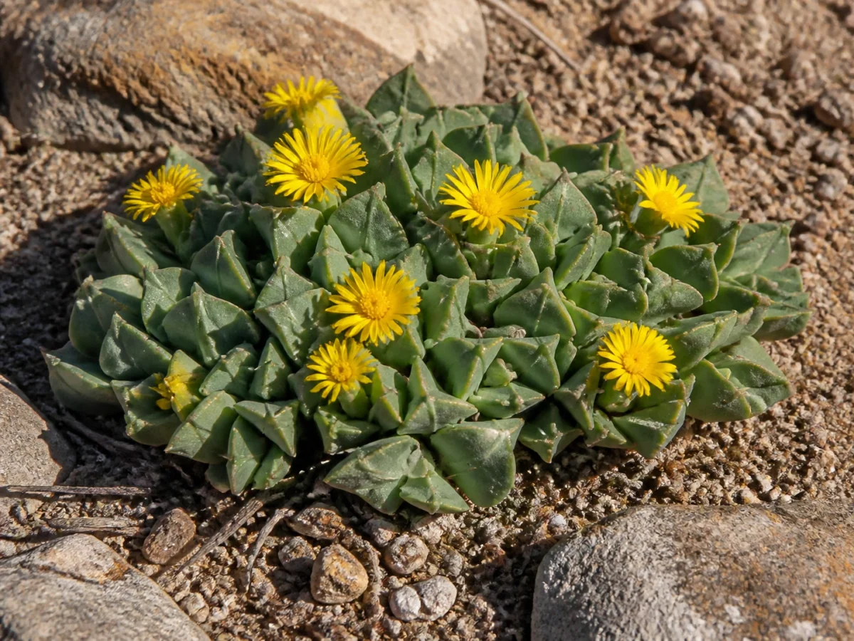 Prancha botânica complementar de Bergeranthus-multiceps (Bergeranthus multiceps) com caracteres de identificação e ciclo de vida