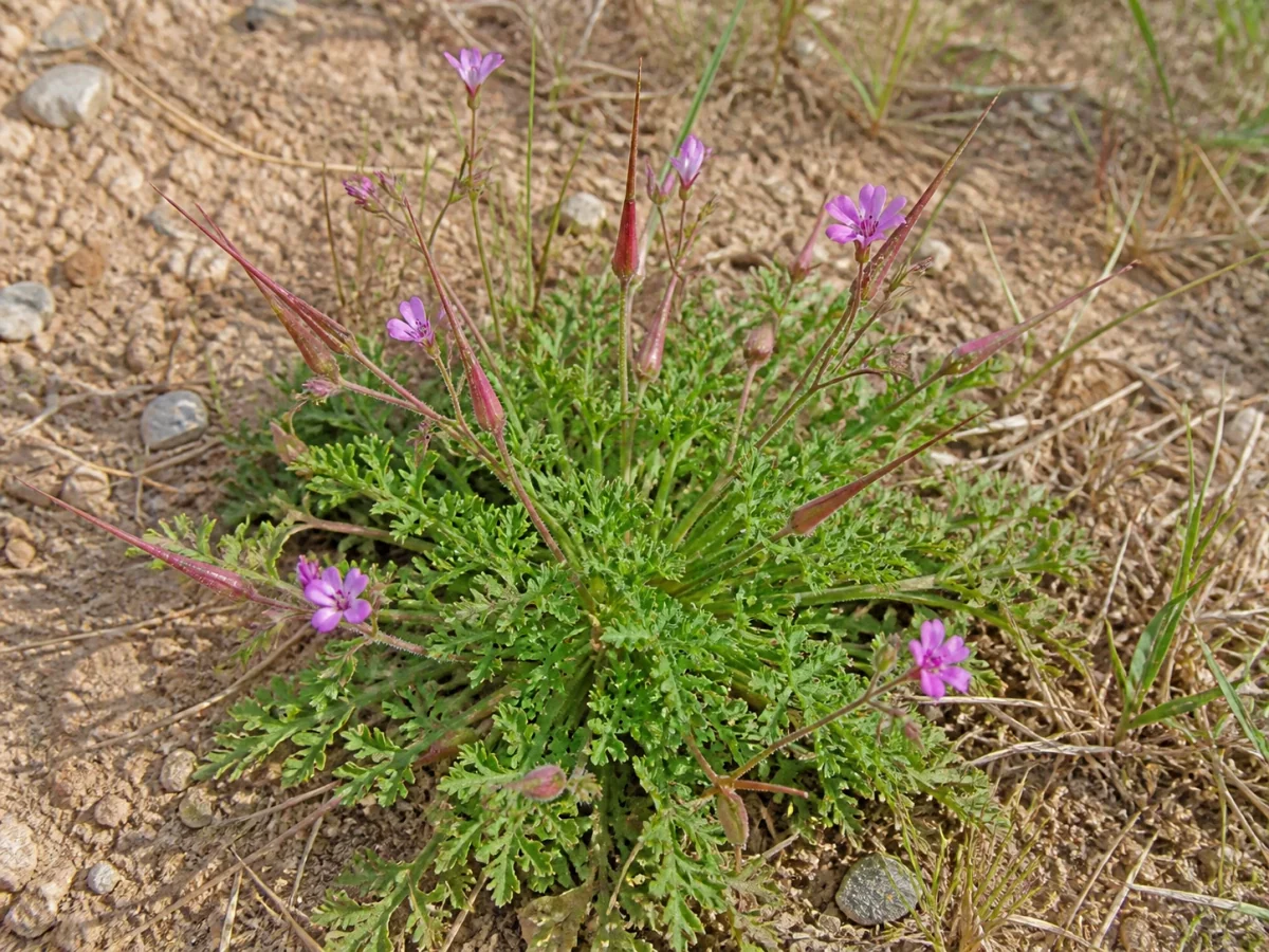 Prancha botânica complementar de Bico-de-cegonha (Erodium botrys) com caracteres de identificação e ciclo de vida