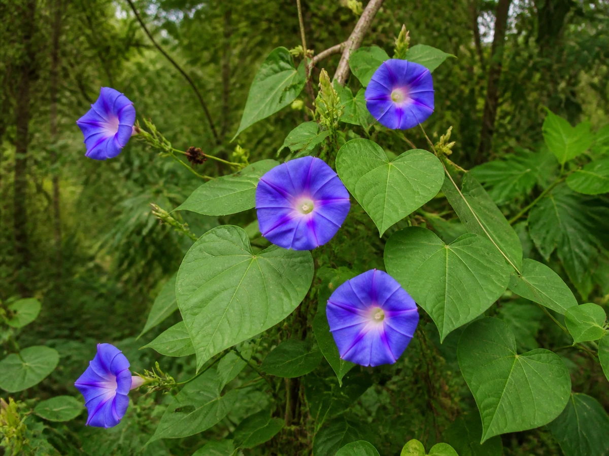 Prancha botânica complementar de Boas-noites — não plantar na Madeira (Ipomoea indica) com caracteres de identificação e ciclo de vida